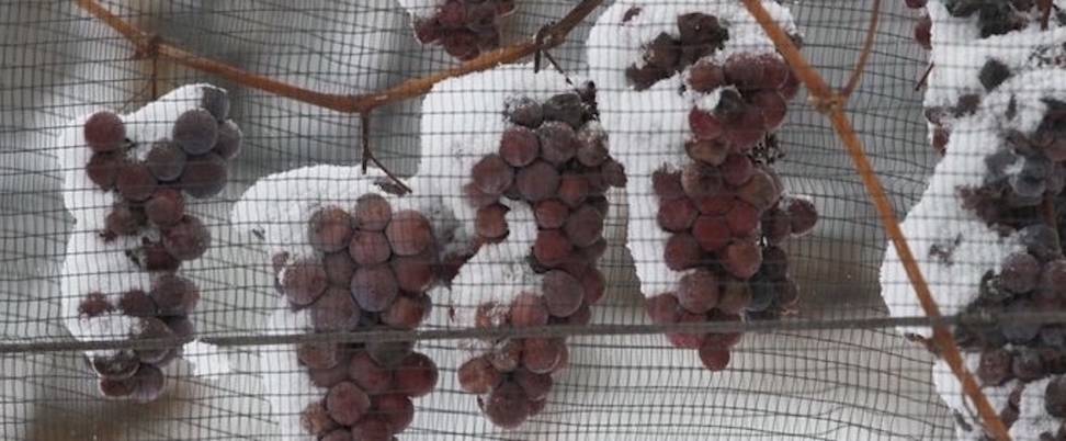 icevine_fruitzone_with_net_972_x_402.jpg