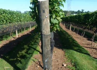 Coverplas Tuffgard Permanent Side Panel Nets Secured End Post  &raquo; Click to zoom ->