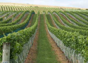 Coverplas SideGard Side Panel Net Protecting The Fruiting Zone Without Covering The Full Canopy.  &raquo; Click to zoom ->