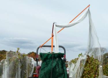 Coverplas Canopy Single Row Drape Over Net Being Applied   &raquo; Click to zoom ->