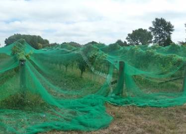 Coverplas Multinet Multirow Net End Of Row In Application  &raquo; Click to zoom ->