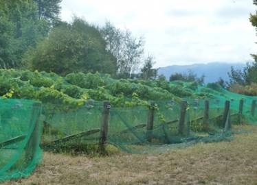 Coverplas Multinet Multirow Net In Application  &raquo; Click to zoom ->