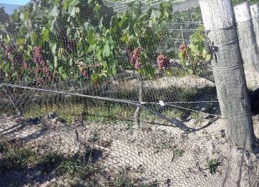 Fruit Zone Protected Under Multinet  &raquo; Click to zoom ->