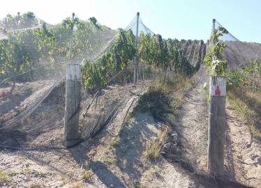 Multinet Multirow Netting With Steel Posts.
Caps On Posts To Prevent Damage To Nets  &raquo; Click to zoom ->