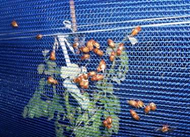 Coverplas Tuffgard Over Row Insect Net Protecting Against Bugs  » Click to zoom ->