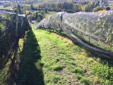 Coverplas Tuffgard 4m Over Row Insect Net Provides Canopy Lock Out
  » Click to zoom ->
