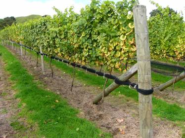 Coverplas Duragard Permanent Side Panel Nets Rolled Up On Trellis When Not In Use  » Click to zoom ->